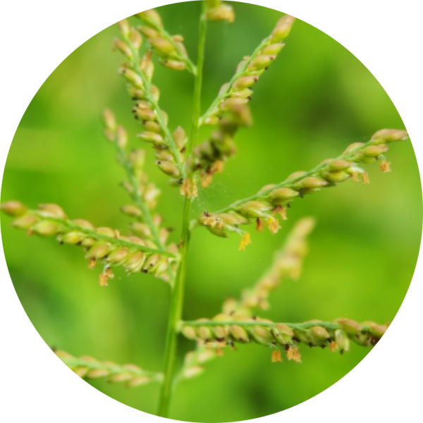 Cyperus Rotundus Oil